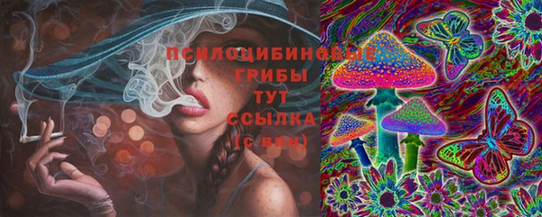индика Ельня