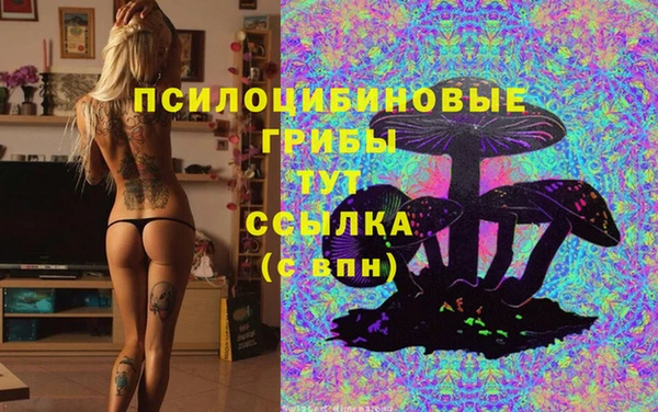 шишки Елизово