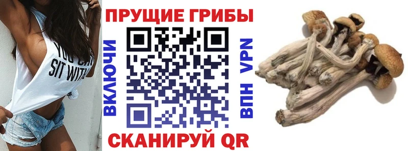 Купить где  Канаш  Псилоцибиновые грибы Magic Shrooms 